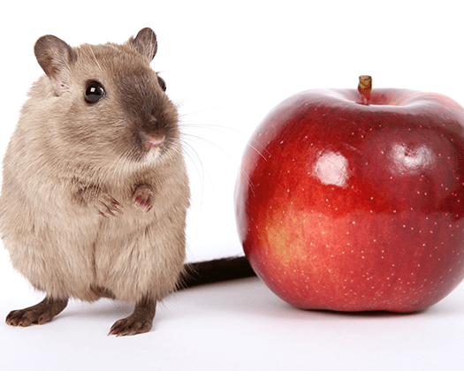 Rennmaus und Apfel