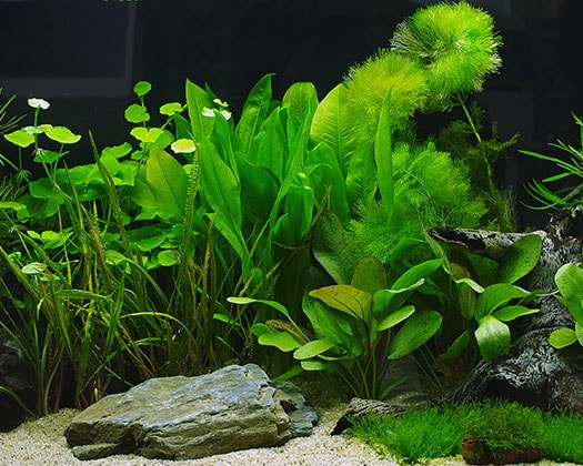 Bepflanzung Aquarium