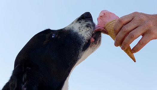 Ein Hund genießt ein Eis – artgerechte Ernährung kann auch Spaß machen